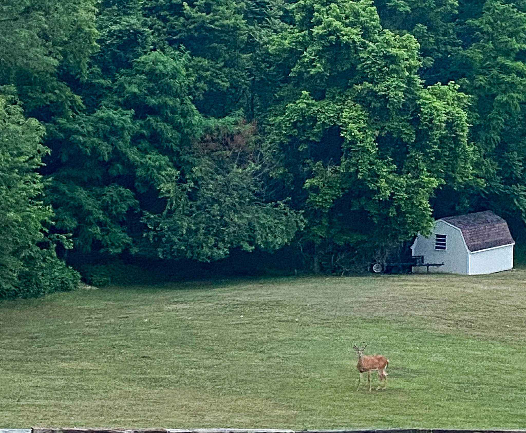 Large grassy yard bordered by dense green trees, with a small white shed to the right and a deer standing in the open lawn outside the home of Sponsored Residential Providers Karen and Rob Robertson in Verona, Virginia.