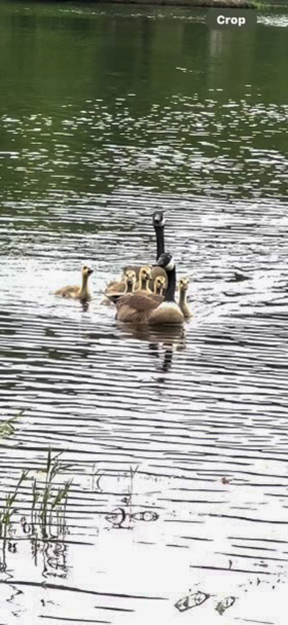 Adult goose swimming on a lake with a group of small goslings gathered around it outside the home of Group Home Provider Ana Garcia in Spotsylvania, Virginia.