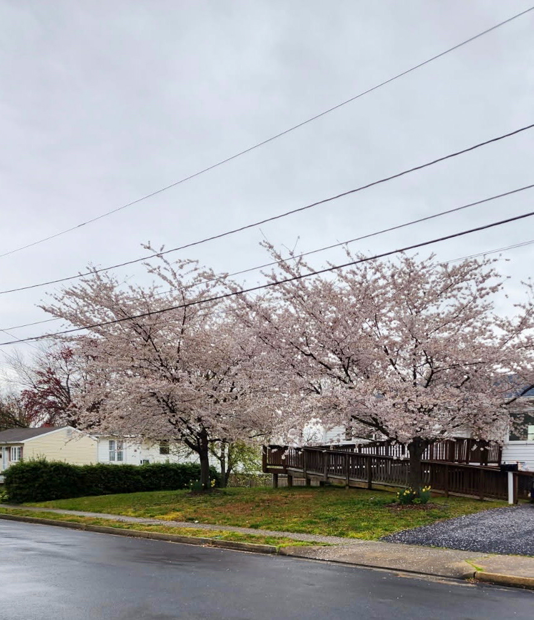 A row of pale pink blossoming trees lines the front yard of a house on a cloudy day, with a wooden ramp visible behind them and a wet street in the foreground outside the home of Sponsored Residential Providers Teresa and Billy Herran in Woodbridge, Virginia.