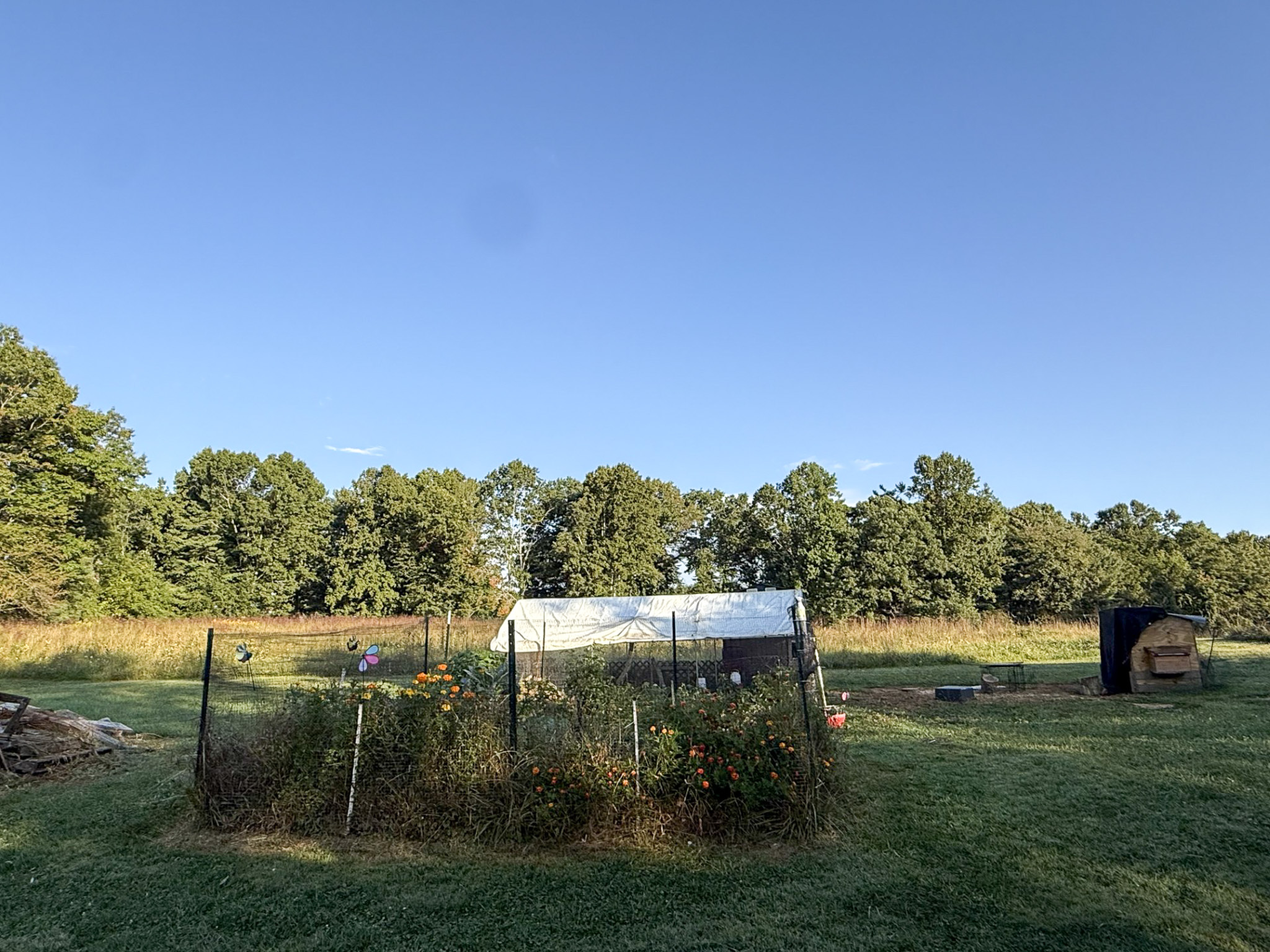 Tammy Hunt Back yard